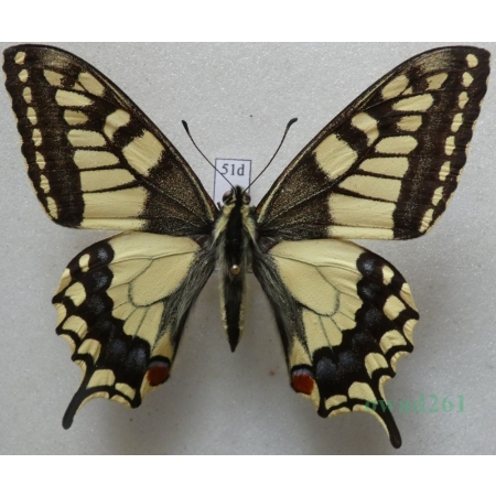 Papilio machaon Linnaeus, 1758 Paź królowej Czech 68mm51d